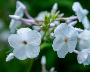 Preview wallpaper phlox, flower, petals, macro, white, drops