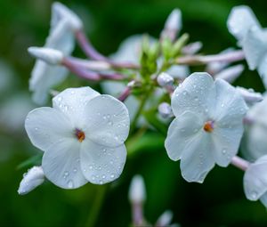 Preview wallpaper phlox, flower, petals, macro, white, drops