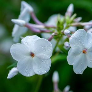 Preview wallpaper phlox, flower, petals, macro, white, drops