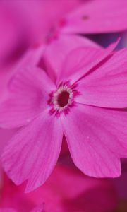 Preview wallpaper phlox, flower, pink, macro