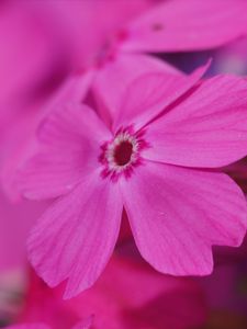 Preview wallpaper phlox, flower, pink, macro