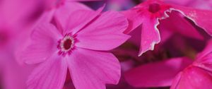 Preview wallpaper phlox, flower, pink, macro