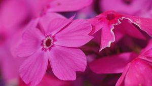 Preview wallpaper phlox, flower, pink, macro