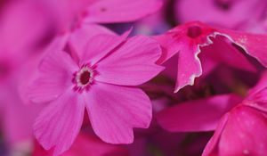 Preview wallpaper phlox, flower, pink, macro