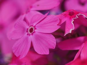 Preview wallpaper phlox, flower, pink, macro