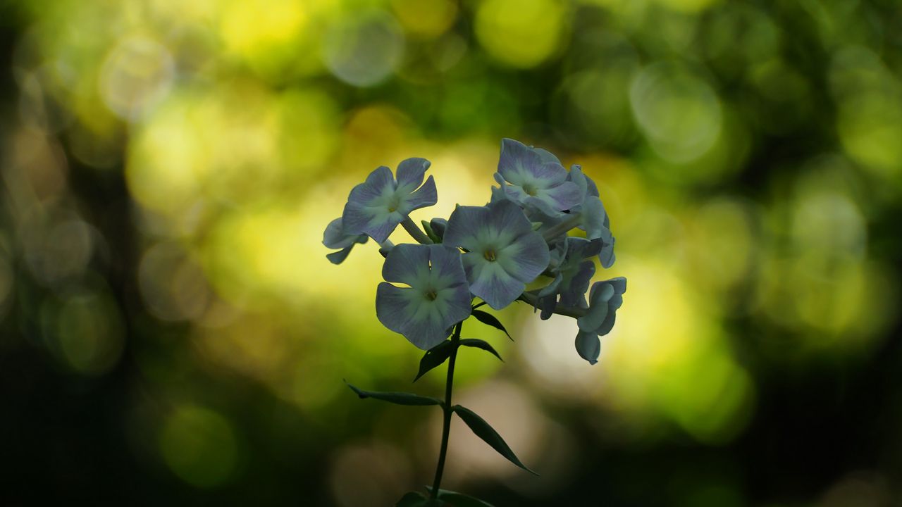 Wallpaper phlox, flowers, blur, bokeh