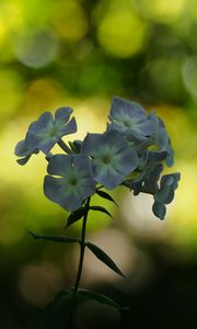 Preview wallpaper phlox, flowers, blur, bokeh