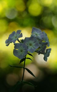 Preview wallpaper phlox, flowers, blur, bokeh