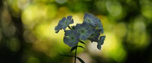 Preview wallpaper phlox, flowers, blur, bokeh