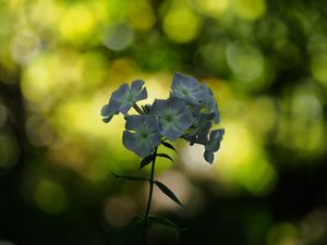 Preview wallpaper phlox, flowers, blur, bokeh