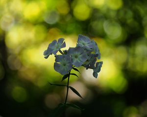 Preview wallpaper phlox, flowers, blur, bokeh