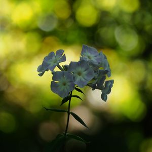 Preview wallpaper phlox, flowers, blur, bokeh