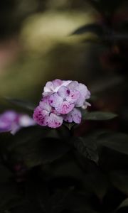 Preview wallpaper phlox, flowers, flowering, leaves, macro