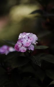 Preview wallpaper phlox, flowers, flowering, leaves, macro