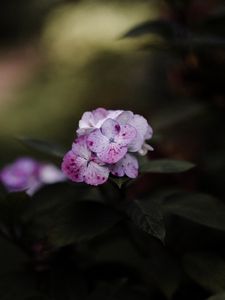 Preview wallpaper phlox, flowers, flowering, leaves, macro