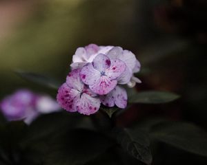 Preview wallpaper phlox, flowers, flowering, leaves, macro