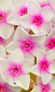 Preview wallpaper phlox, flowers, petals, pink