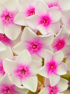 Preview wallpaper phlox, flowers, petals, pink