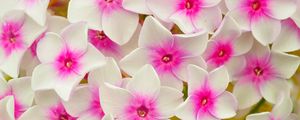Preview wallpaper phlox, flowers, petals, pink
