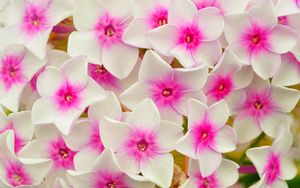 Preview wallpaper phlox, flowers, petals, pink