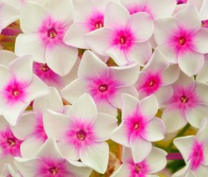 Preview wallpaper phlox, flowers, petals, pink