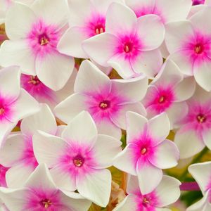 Preview wallpaper phlox, flowers, petals, pink