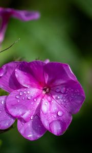 Preview wallpaper phlox, flowers, petals, drops, macro, purple