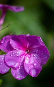 Preview wallpaper phlox, flowers, petals, drops, macro, purple