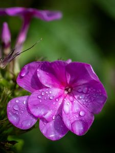 Preview wallpaper phlox, flowers, petals, drops, macro, purple