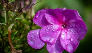 Preview wallpaper phlox, flowers, petals, drops, macro, purple