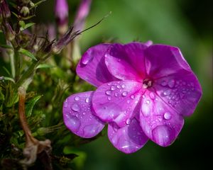 Preview wallpaper phlox, flowers, petals, drops, macro, purple