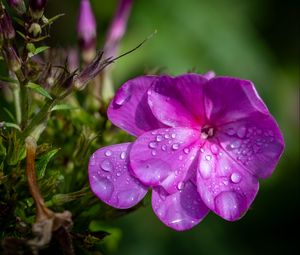 Preview wallpaper phlox, flowers, petals, drops, macro, purple