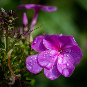 Preview wallpaper phlox, flowers, petals, drops, macro, purple