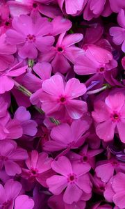 Preview wallpaper phlox, flowers, petals, purple