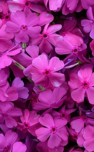 Preview wallpaper phlox, flowers, petals, purple