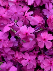 Preview wallpaper phlox, flowers, petals, purple