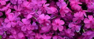 Preview wallpaper phlox, flowers, petals, purple