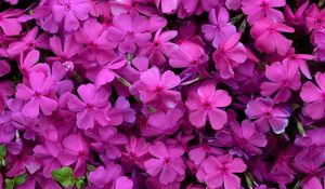 Preview wallpaper phlox, flowers, petals, purple