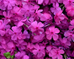 Preview wallpaper phlox, flowers, petals, purple