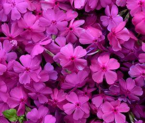 Preview wallpaper phlox, flowers, petals, purple