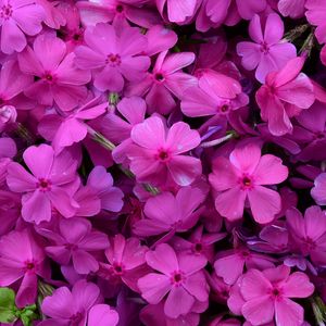 Preview wallpaper phlox, flowers, petals, purple