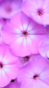 Preview wallpaper phlox, flowers, petals, gradient, pink