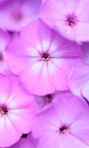 Preview wallpaper phlox, flowers, petals, gradient, pink