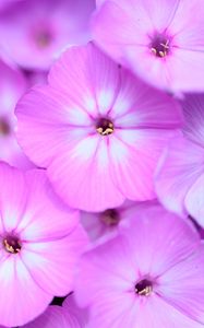 Preview wallpaper phlox, flowers, petals, gradient, pink
