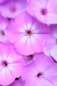 Preview wallpaper phlox, flowers, petals, gradient, pink
