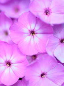 Preview wallpaper phlox, flowers, petals, gradient, pink