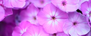 Preview wallpaper phlox, flowers, petals, gradient, pink