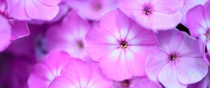 Preview wallpaper phlox, flowers, petals, gradient, pink