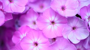 Preview wallpaper phlox, flowers, petals, gradient, pink