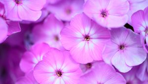 Preview wallpaper phlox, flowers, petals, gradient, pink